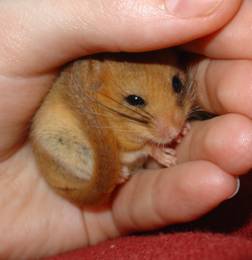 Dormouse in Hand
